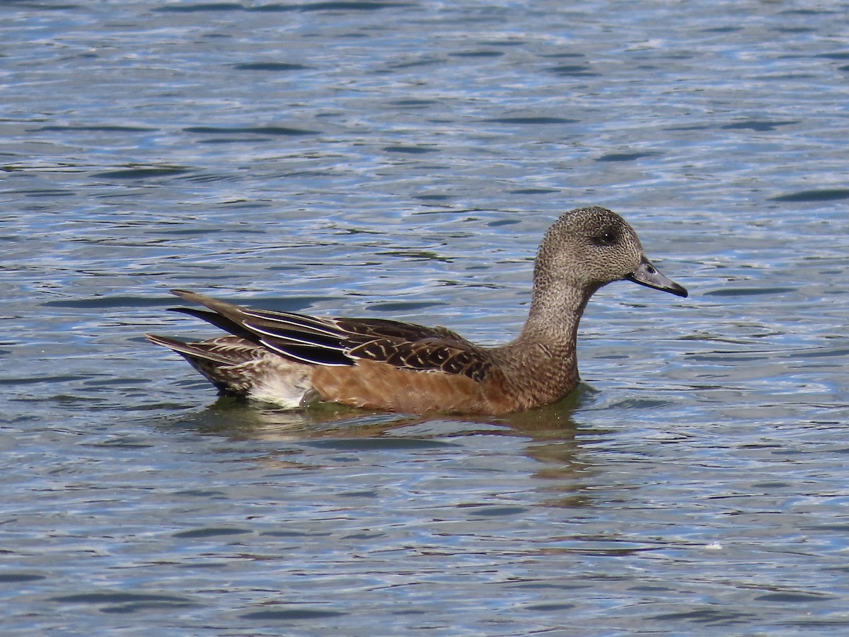 American Wigeon - ML643159586