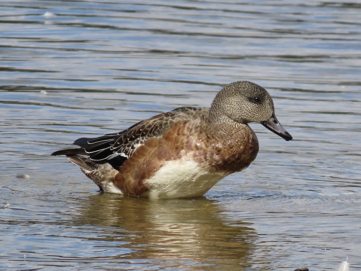 American Wigeon - ML643159587