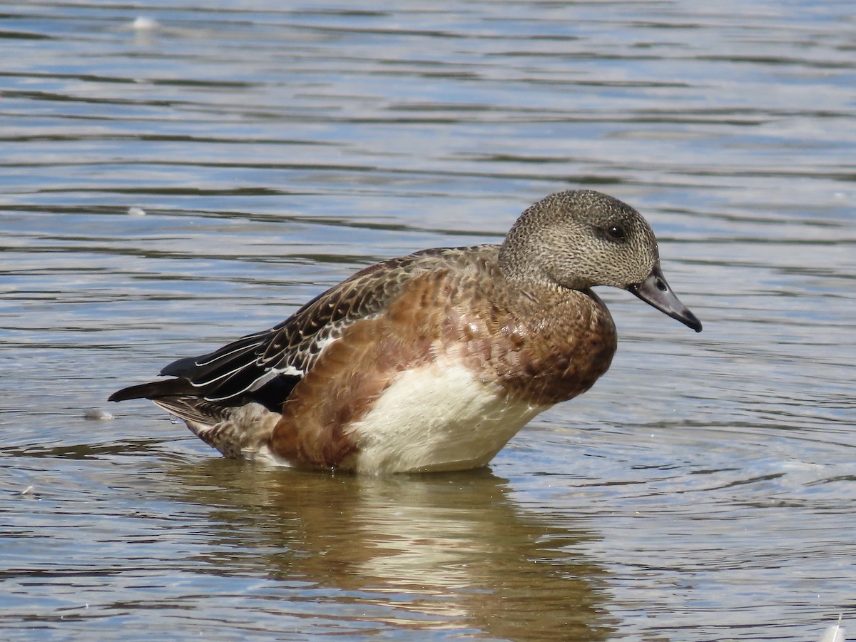 American Wigeon - ML643159588