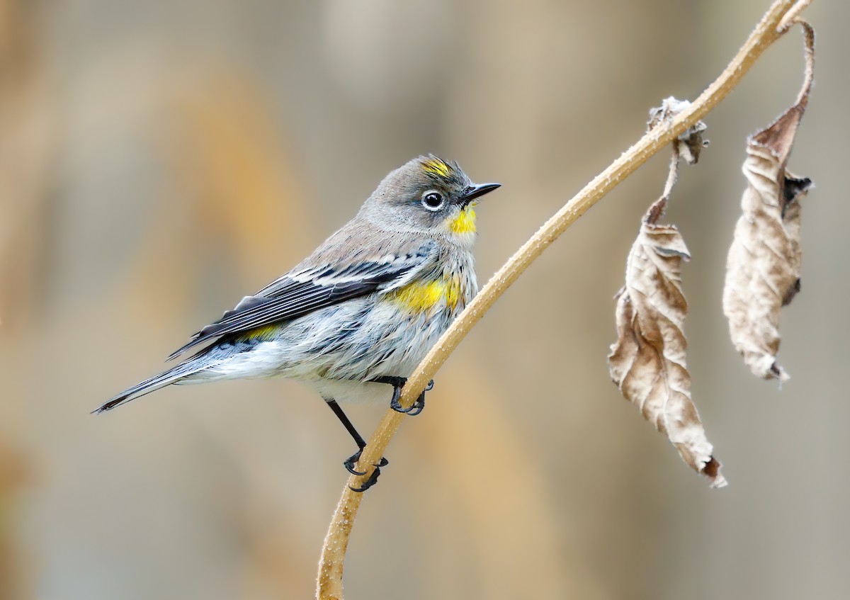 Yellow-rumped Warbler - ML643159589