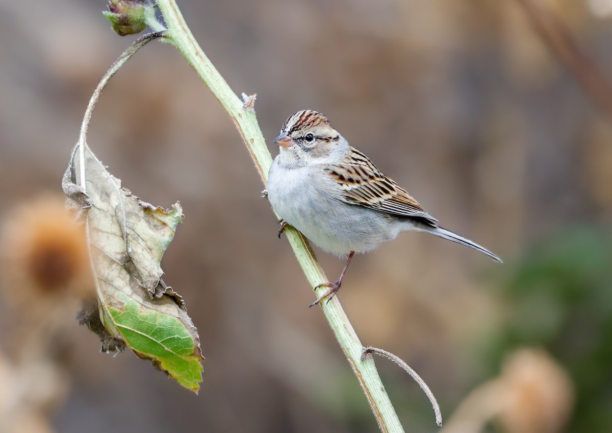 Chipping Sparrow - ML643159600