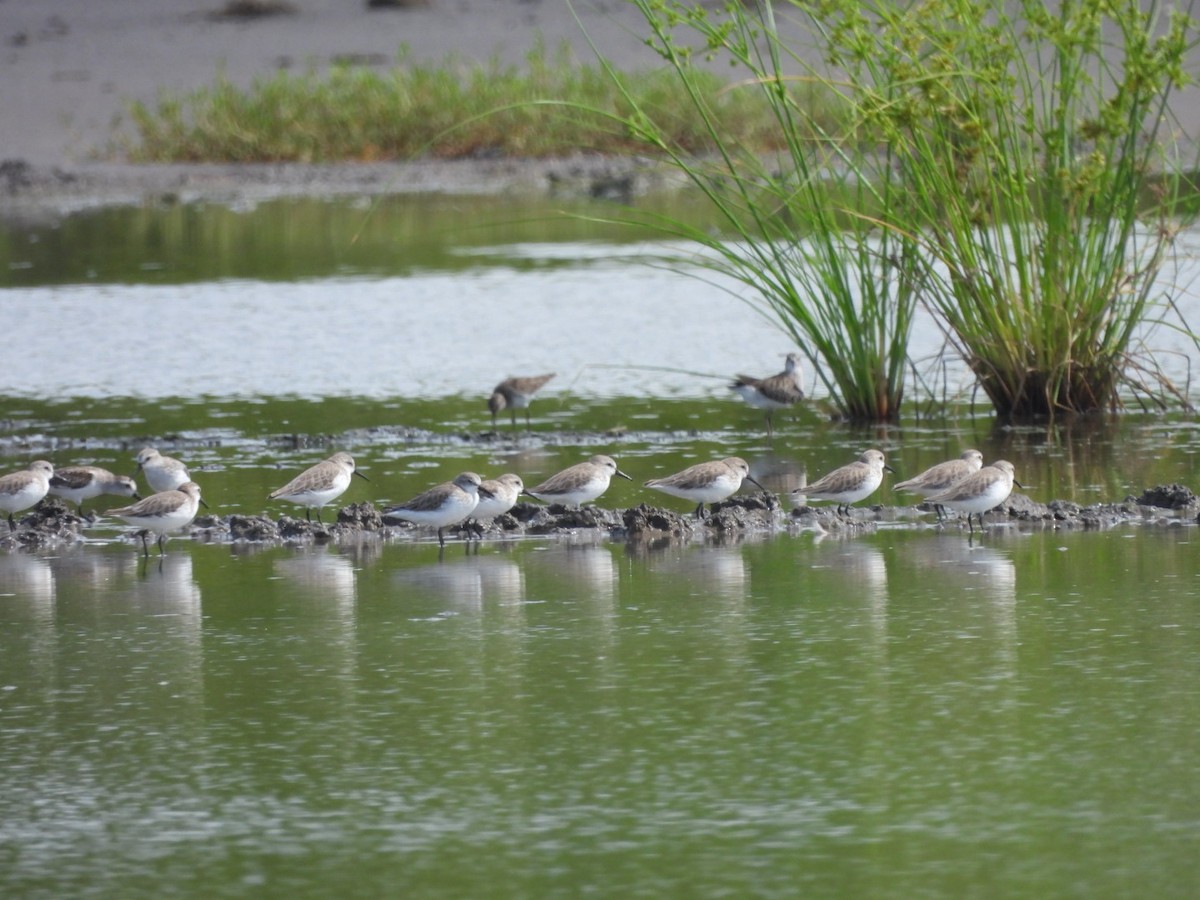 Western Sandpiper - ML643159604