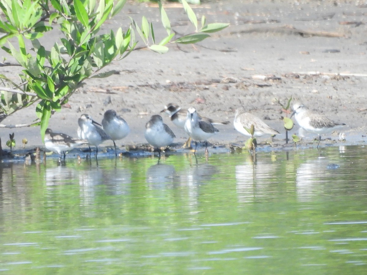 Western Sandpiper - ML643159605