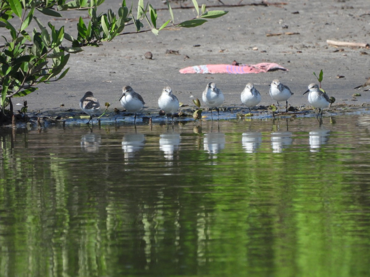 Western Sandpiper - ML643159606