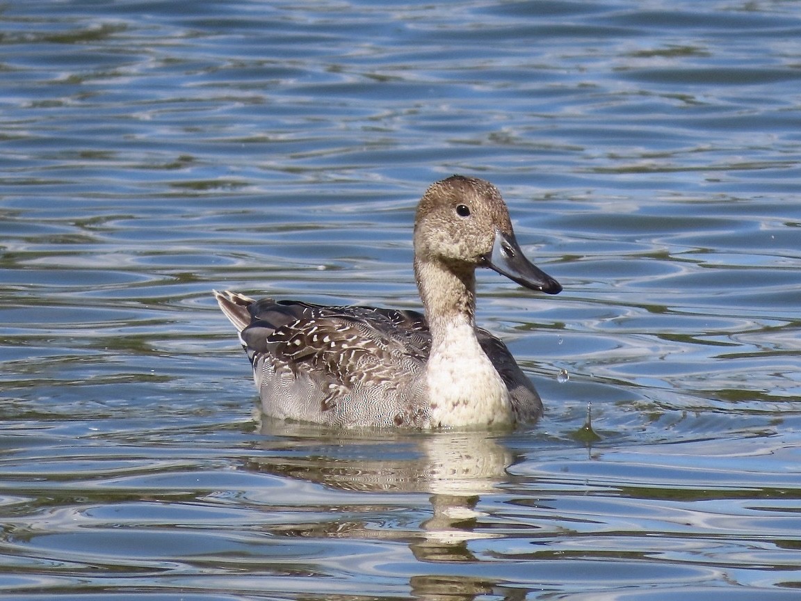 Northern Pintail - ML643159607