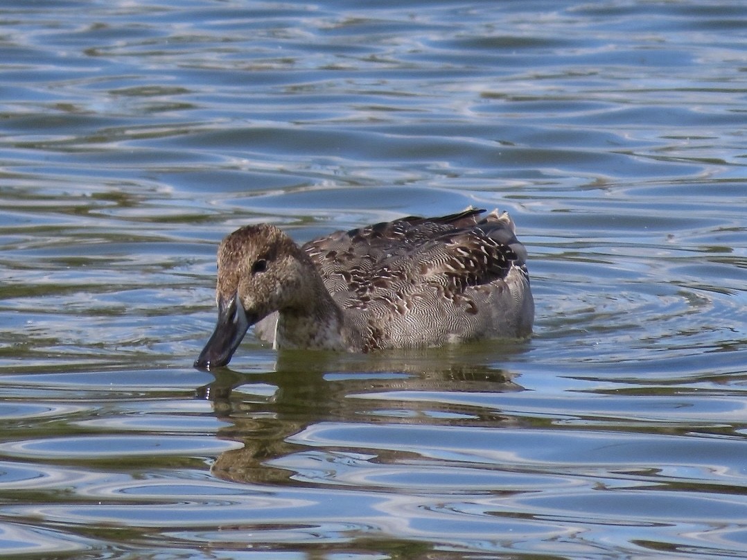 Northern Pintail - ML643159608