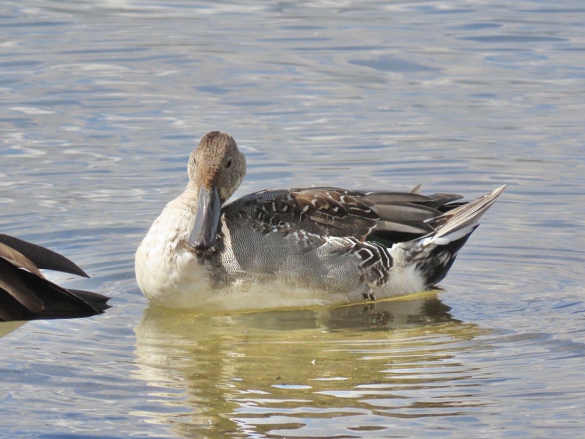 Northern Pintail - ML643159609