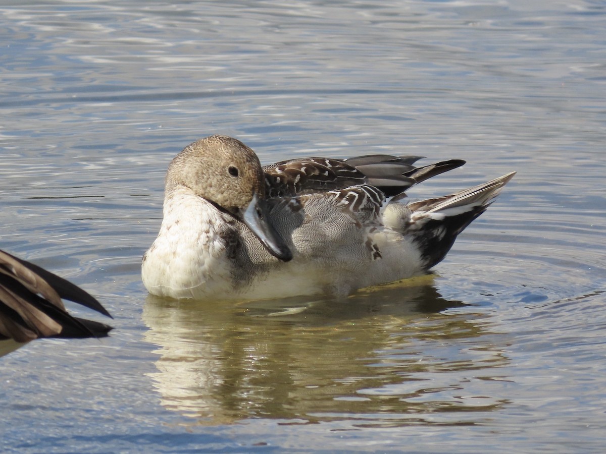 Northern Pintail - ML643159610