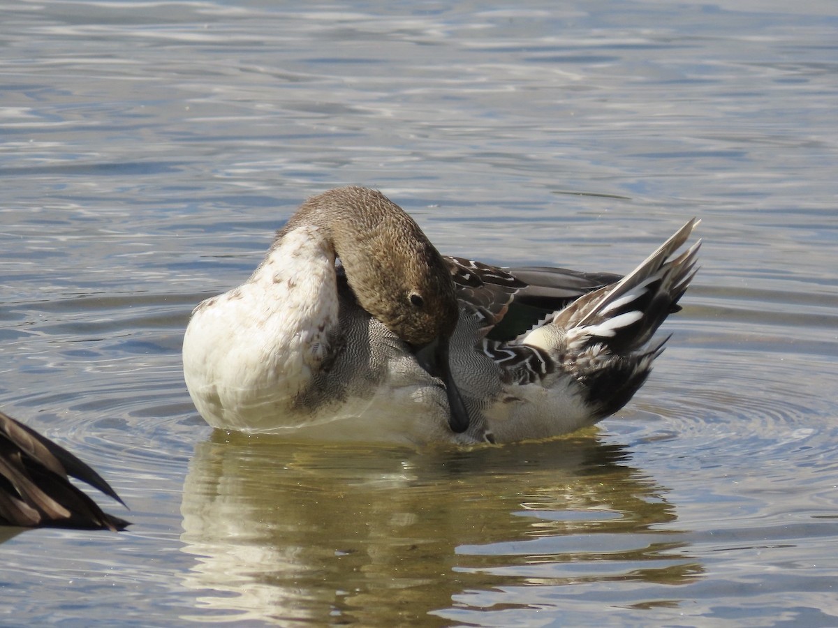 Northern Pintail - ML643159611