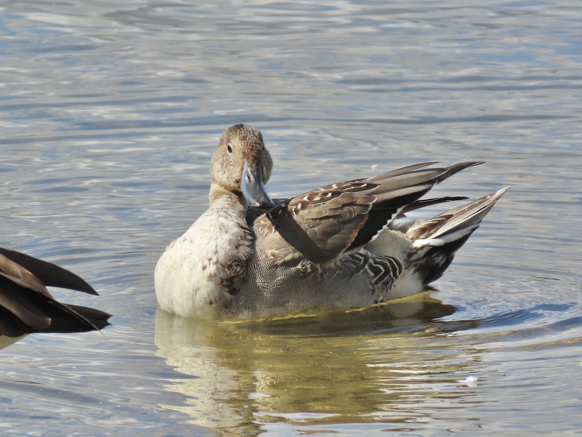 Northern Pintail - ML643159612