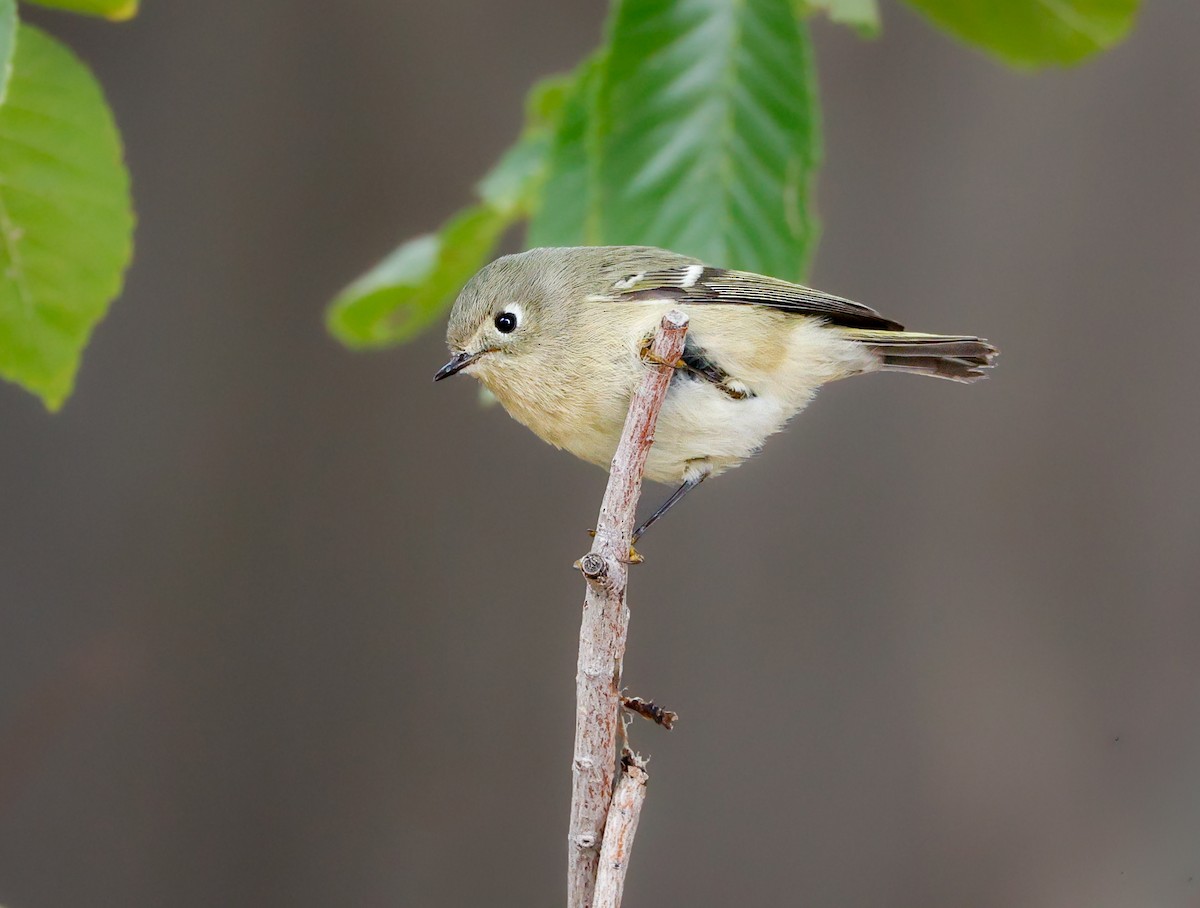 Ruby-crowned Kinglet - ML643159620