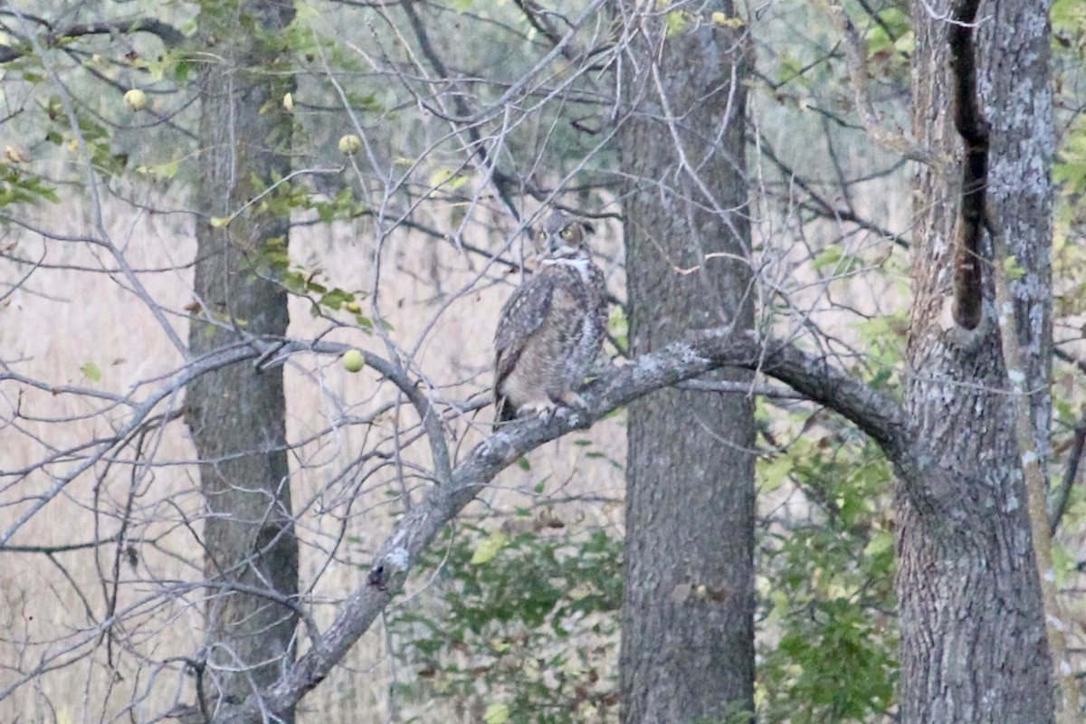 Great Horned Owl - ML643159627
