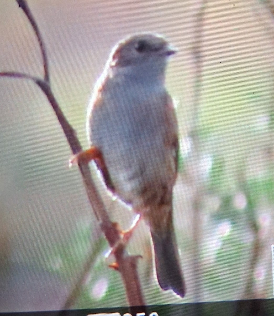 Өрнөдийн хайруулдай - ML643159629