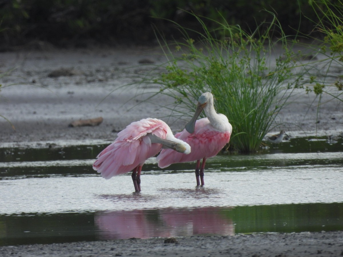 Roseate Spoonbill - ML643159630