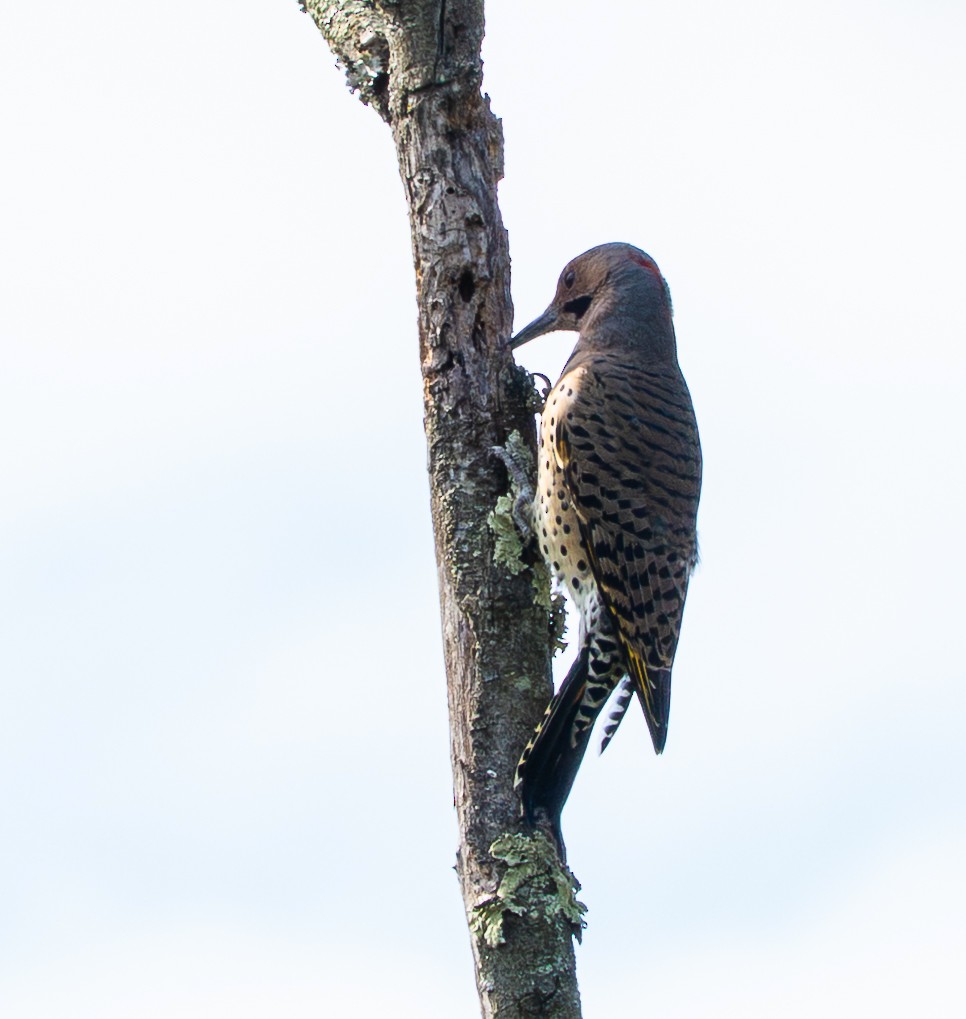 Northern Flicker (Yellow-shafted) - ML643159632