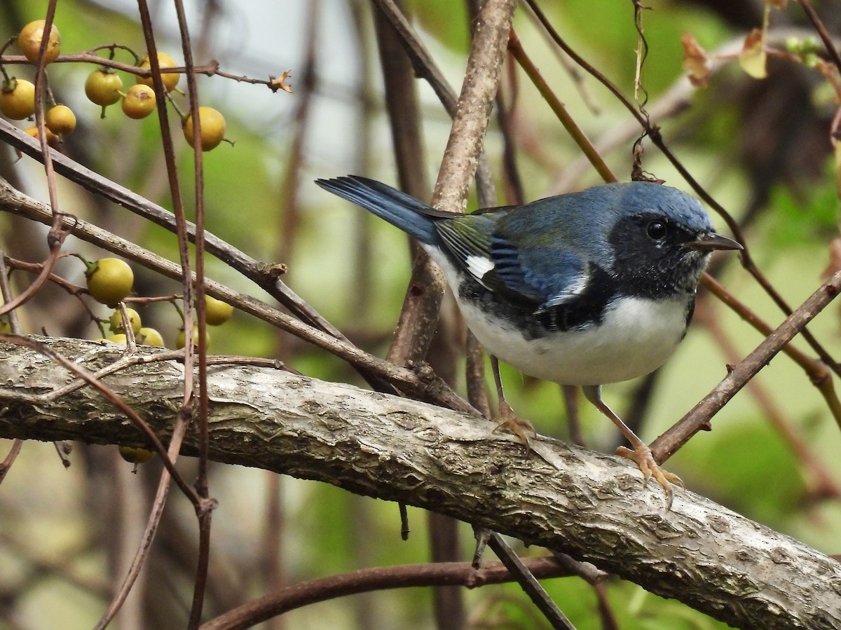 Black-throated Blue Warbler - ML643159647