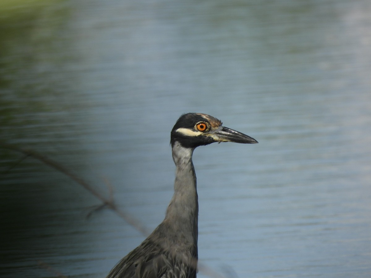 Yellow-crowned Night Heron - ML643159648