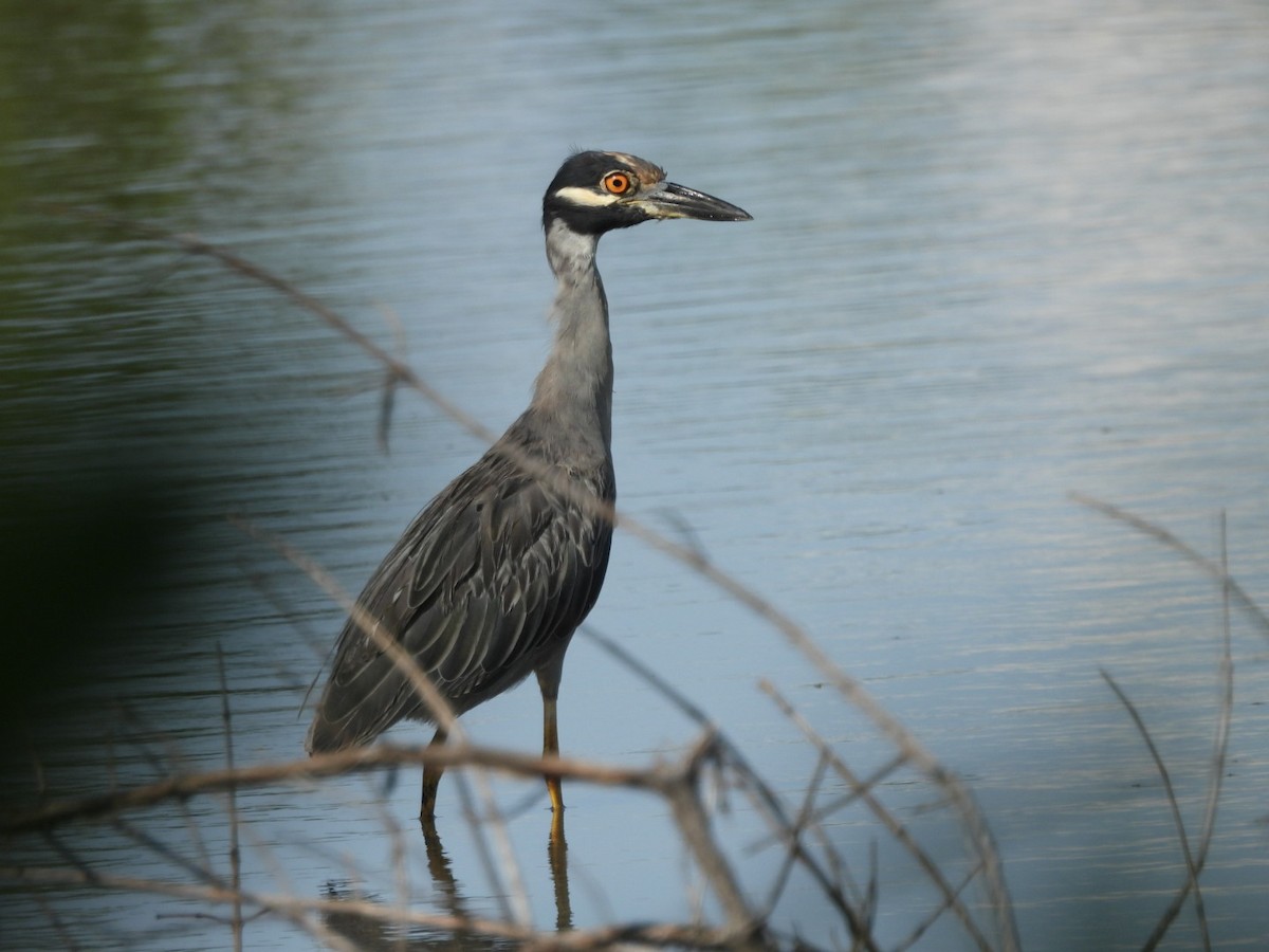 Yellow-crowned Night Heron - ML643159649