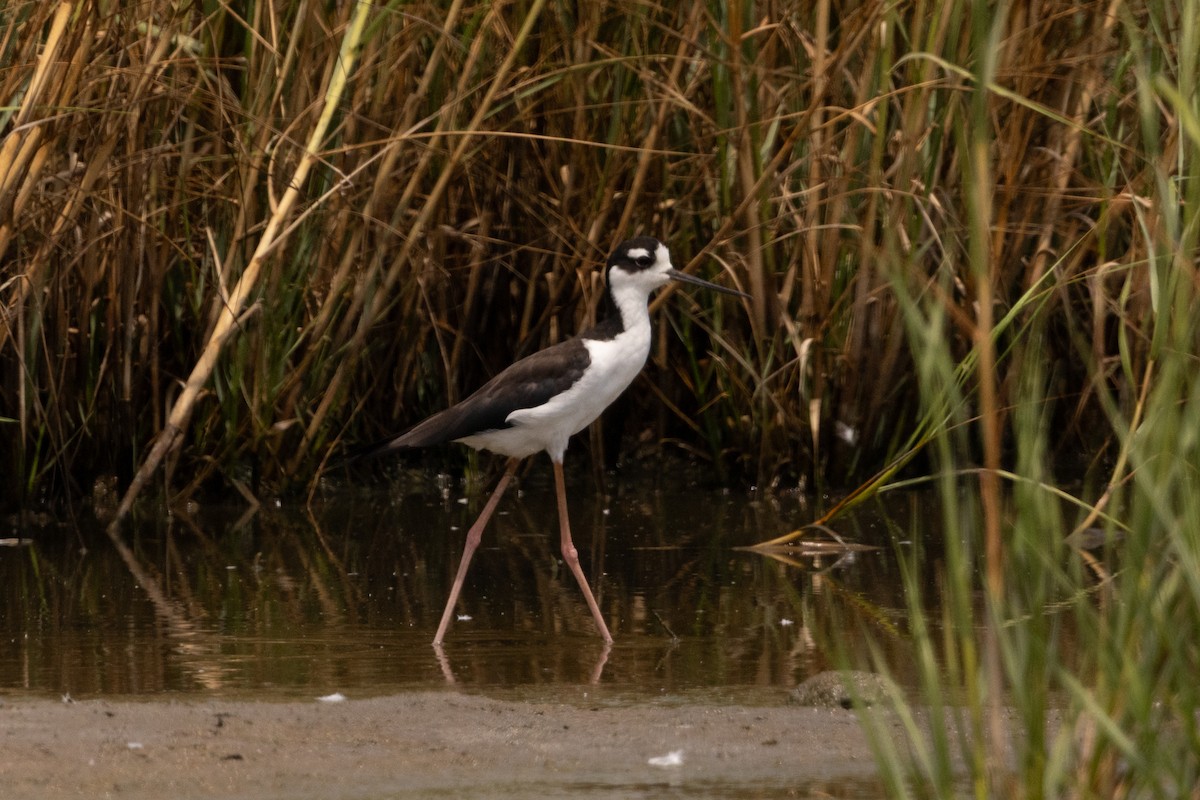 Black-necked Stilt - ML643159678