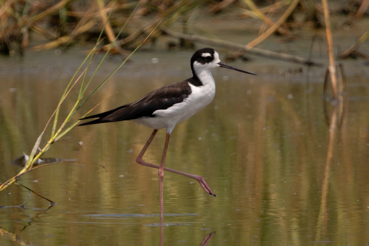 Black-necked Stilt - ML643159679