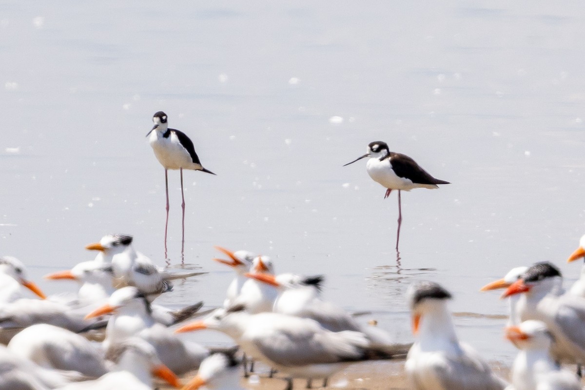 Black-necked Stilt - ML643159684