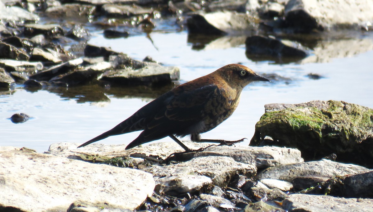 Rusty Blackbird - ML643159688