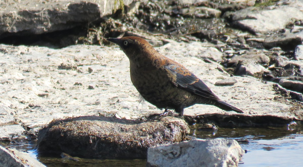 Rusty Blackbird - ML643159714