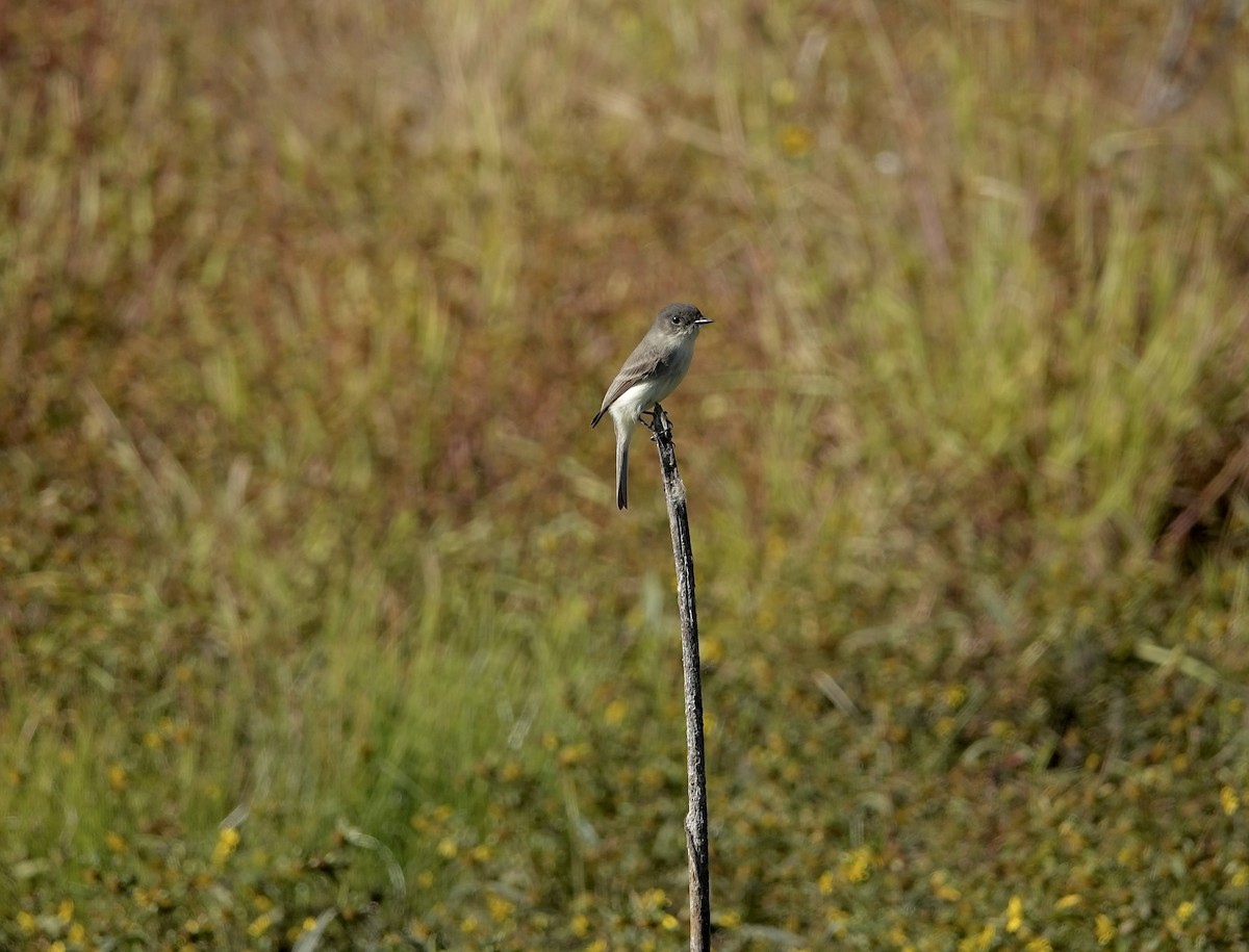 gråfibi - ML643159770