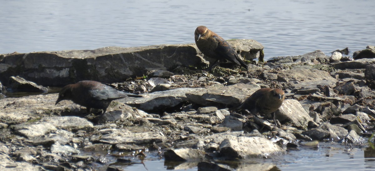 Rusty Blackbird - ML643159771