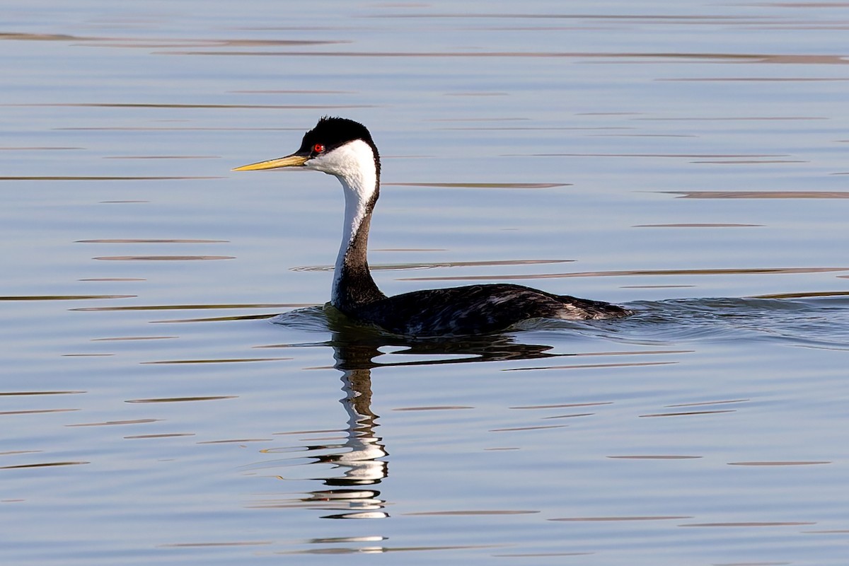 Western Grebe - ML643159820