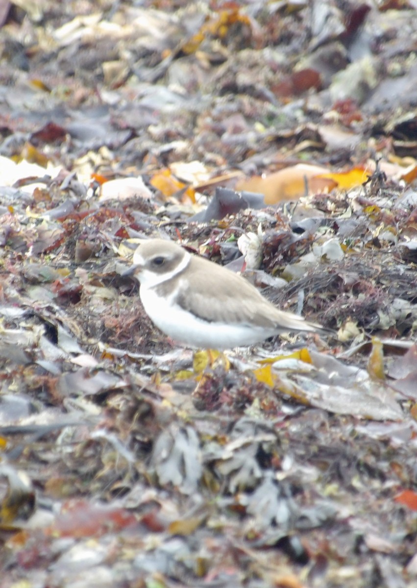 Semipalmated Plover - ML643159822
