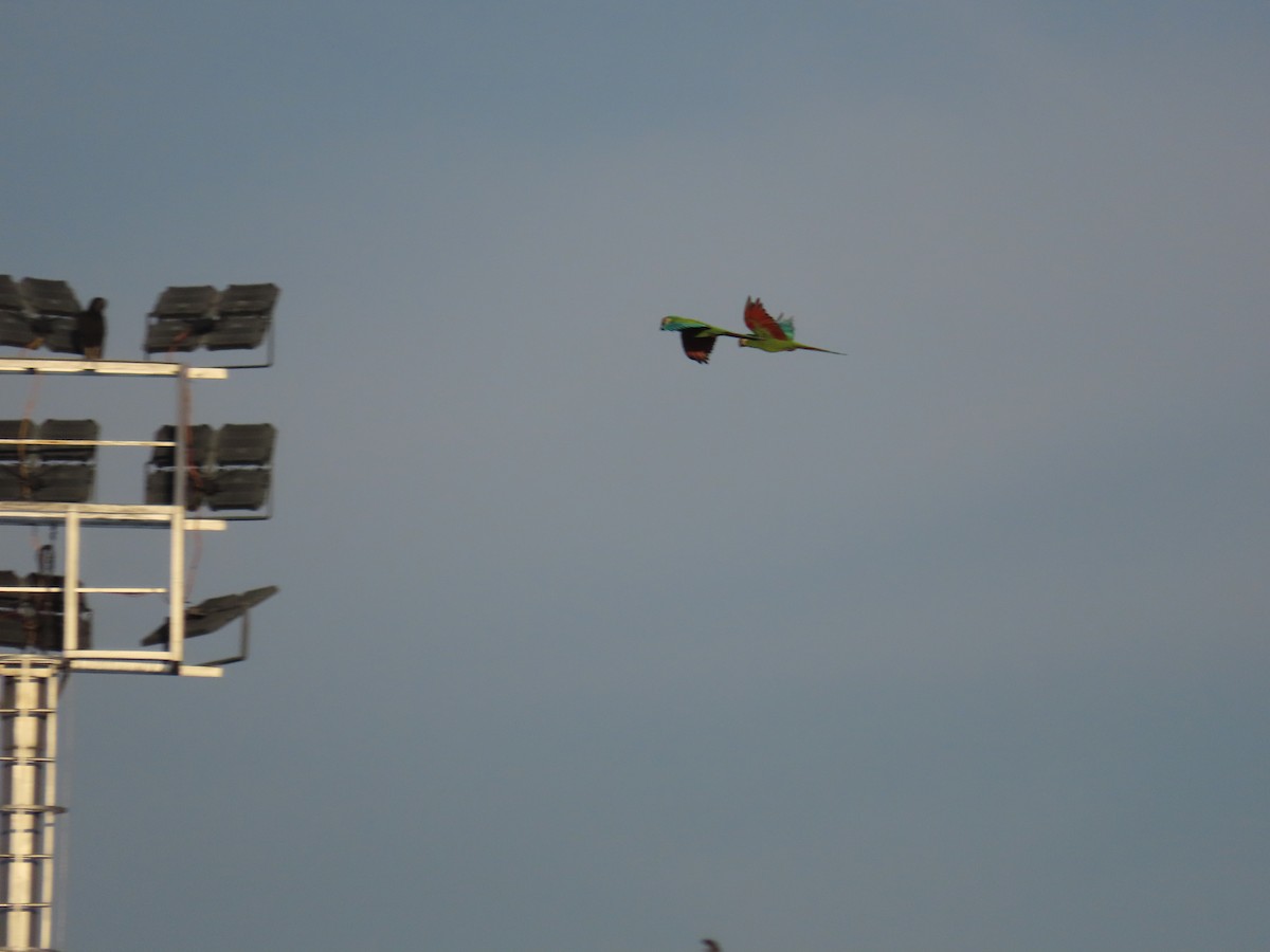 Chestnut-fronted Macaw - ML643159827