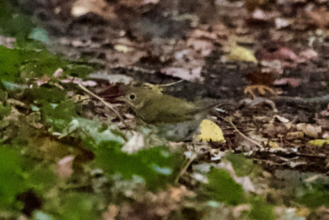 Ovenbird - ML643159858