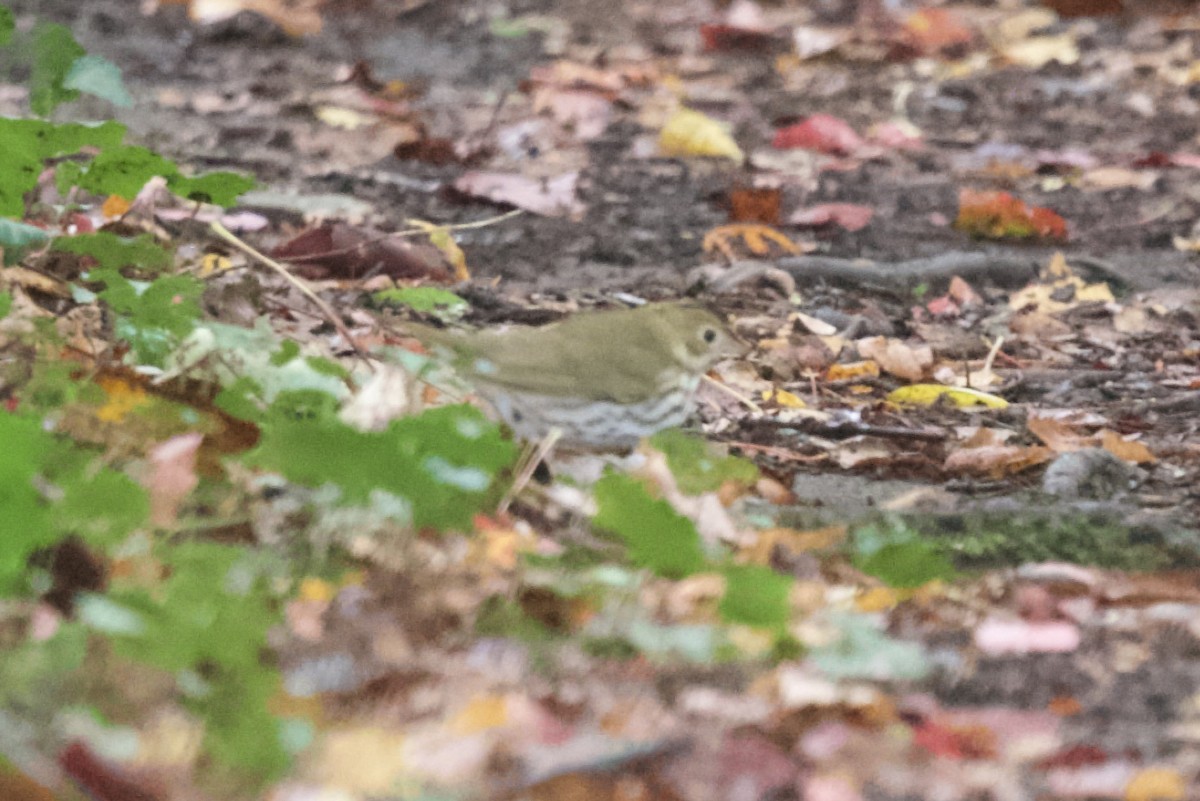 Ovenbird - ML643159859