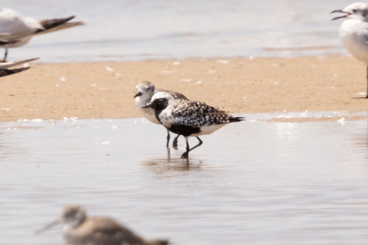 灰斑鴴 - ML643159866