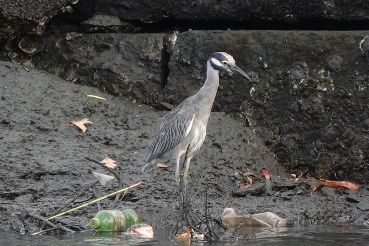 Yellow-crowned Night Heron - ML643159884