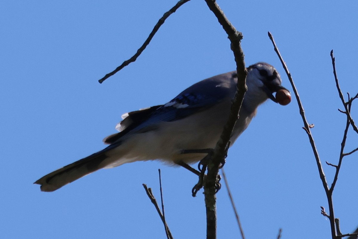 Blue Jay - ML643159888