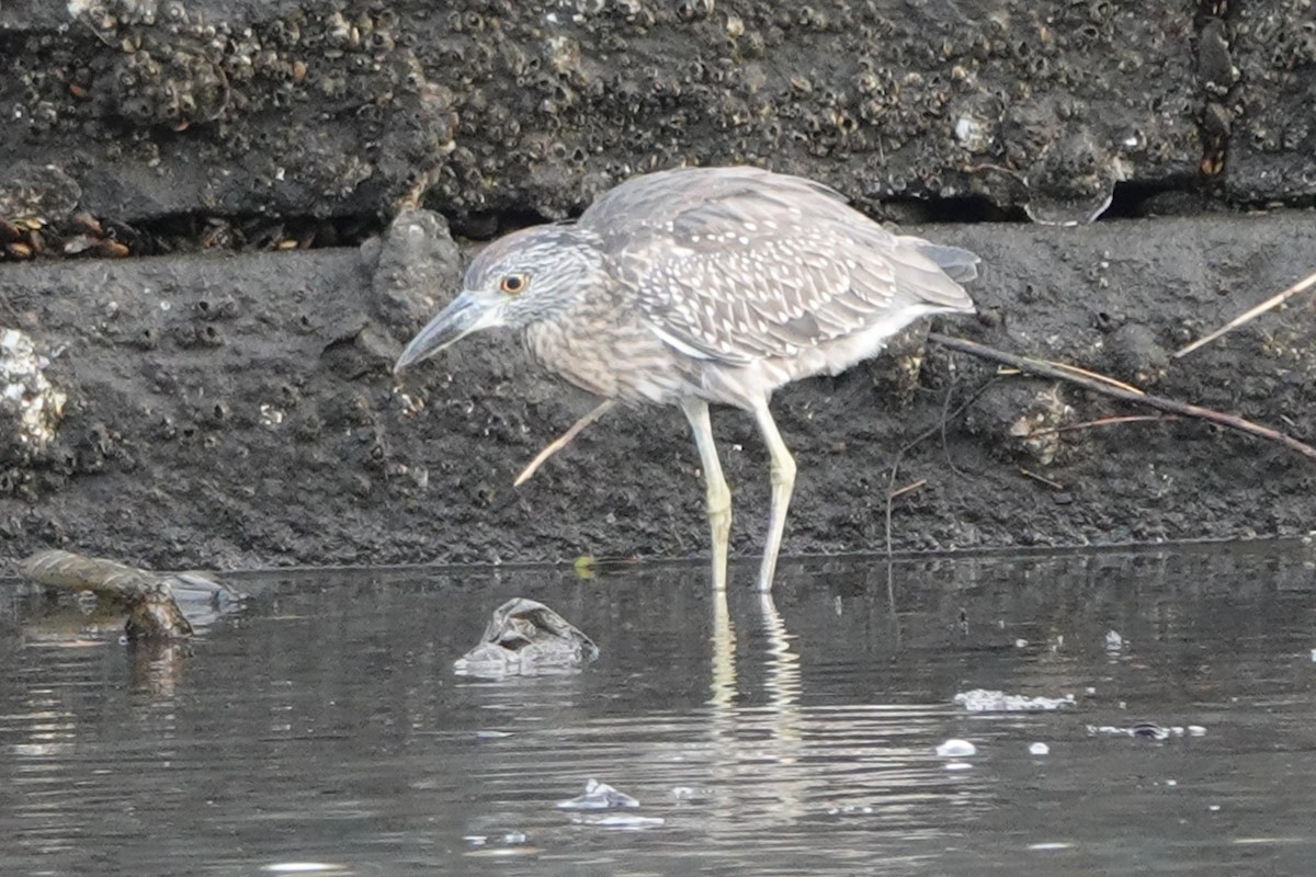Yellow-crowned Night Heron - ML643159891