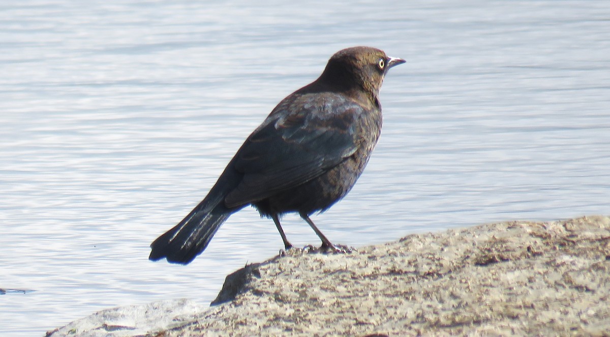 Rusty Blackbird - ML643159892