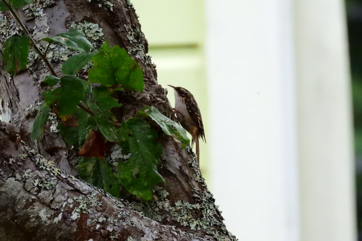 Brown Creeper - ML643159895