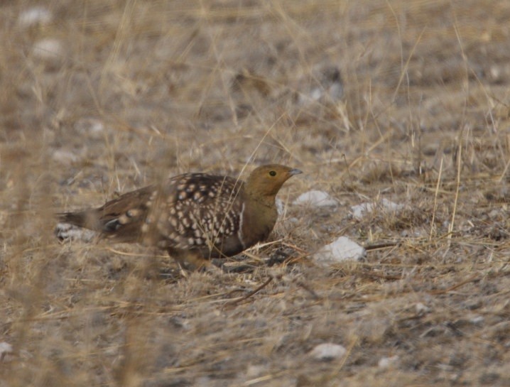 Namaqua Sandgrouse - ML643159896