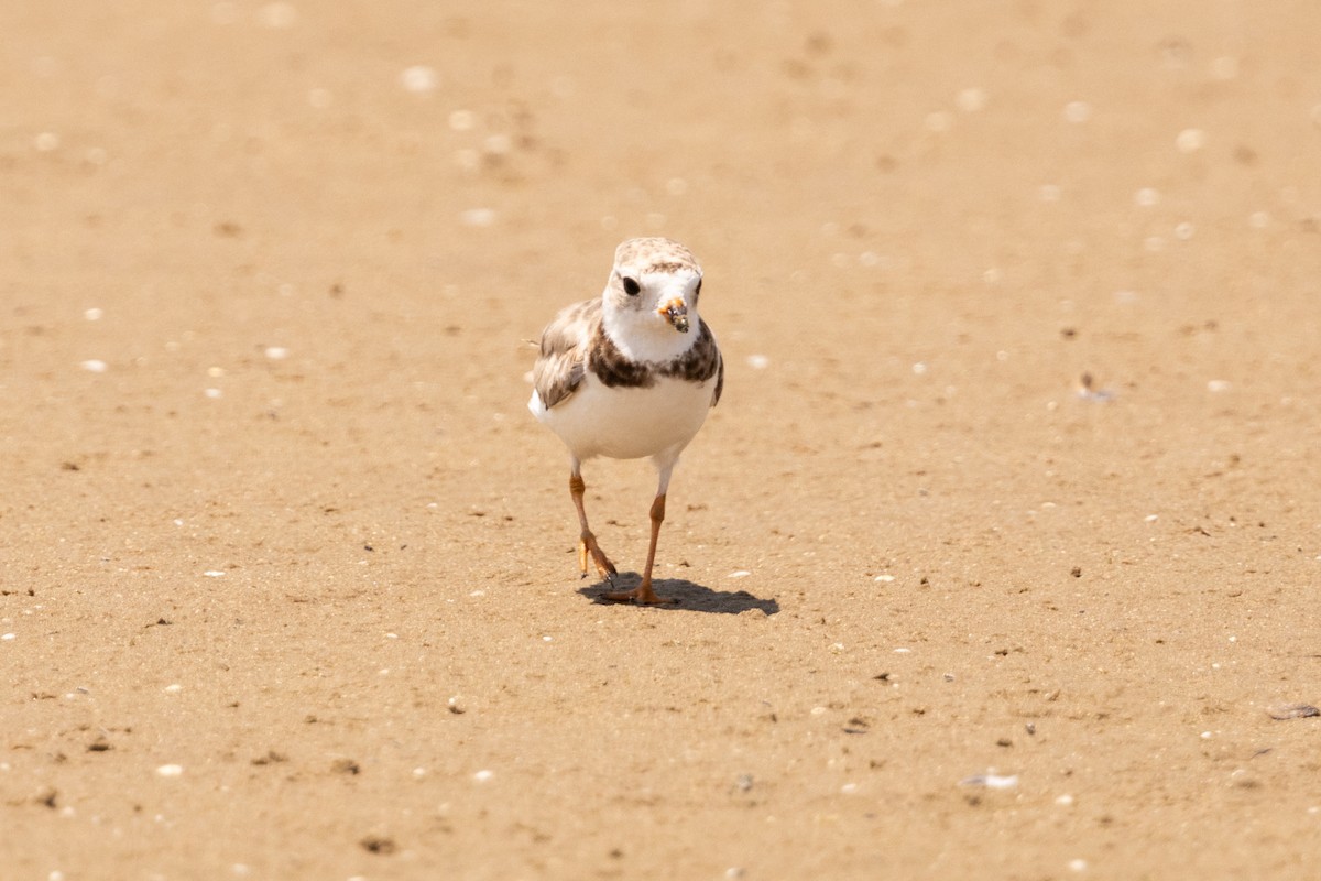 Piping Plover - ML643159936