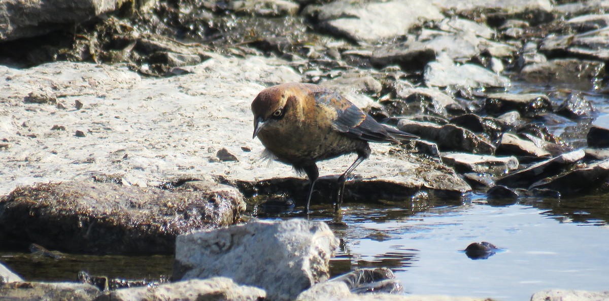 Rusty Blackbird - ML643159946
