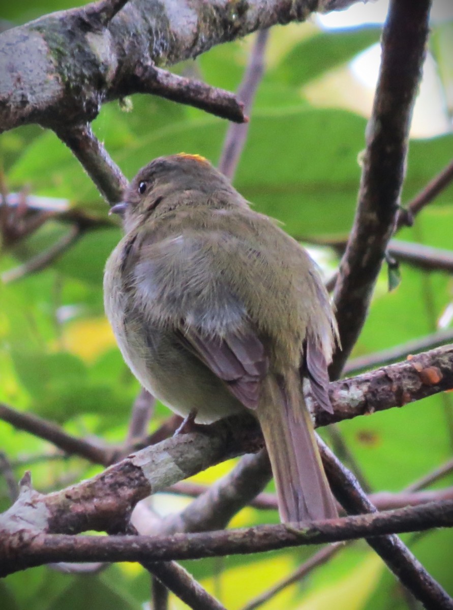 Serra do Mar Tyrant-Manakin - ML643159950