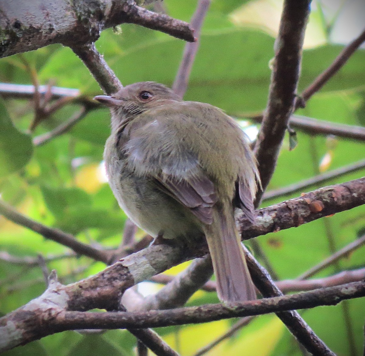 Serra do Mar Tyrant-Manakin - ML643159951