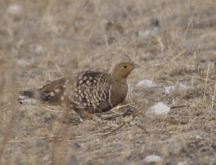 Namaqua Sandgrouse - ML643159962