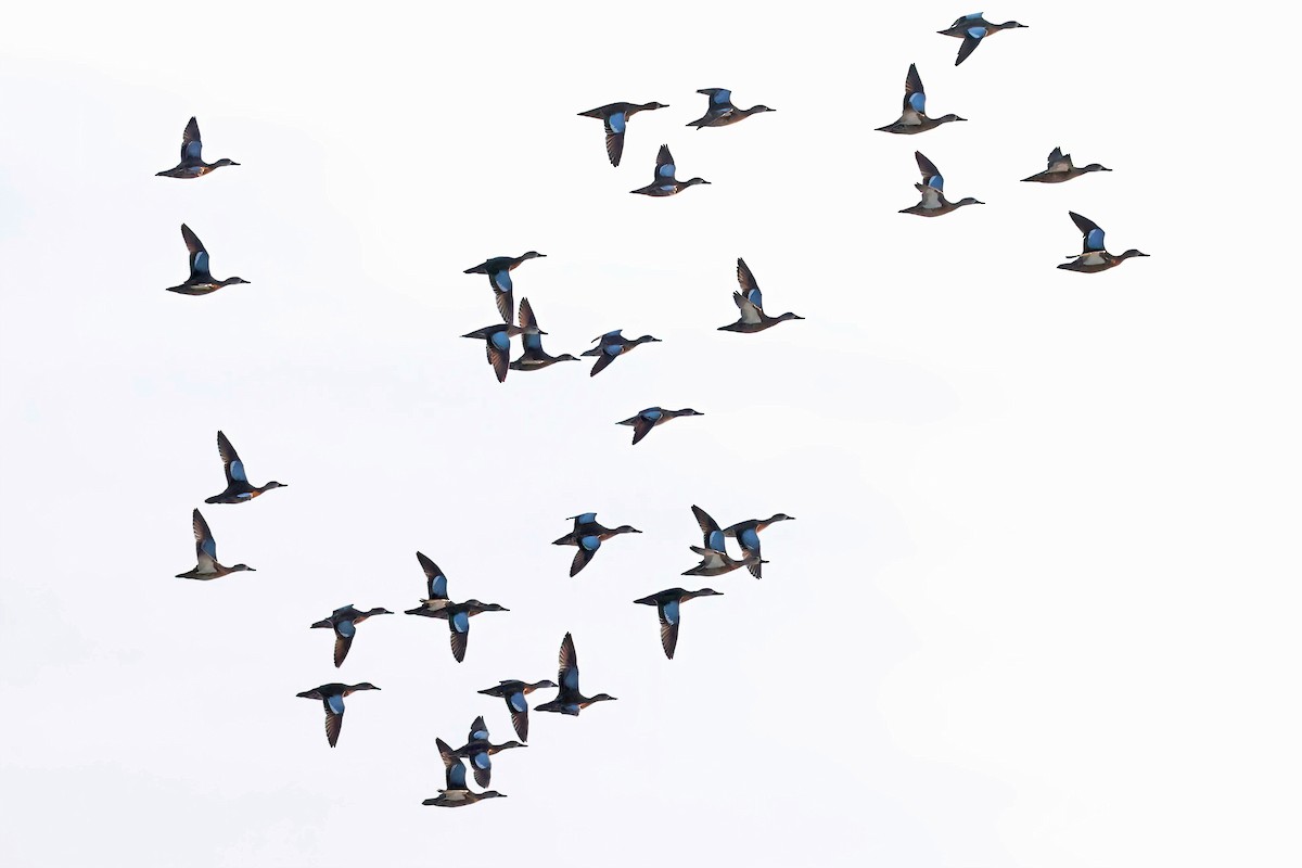 Blue-winged Teal - ML643159966
