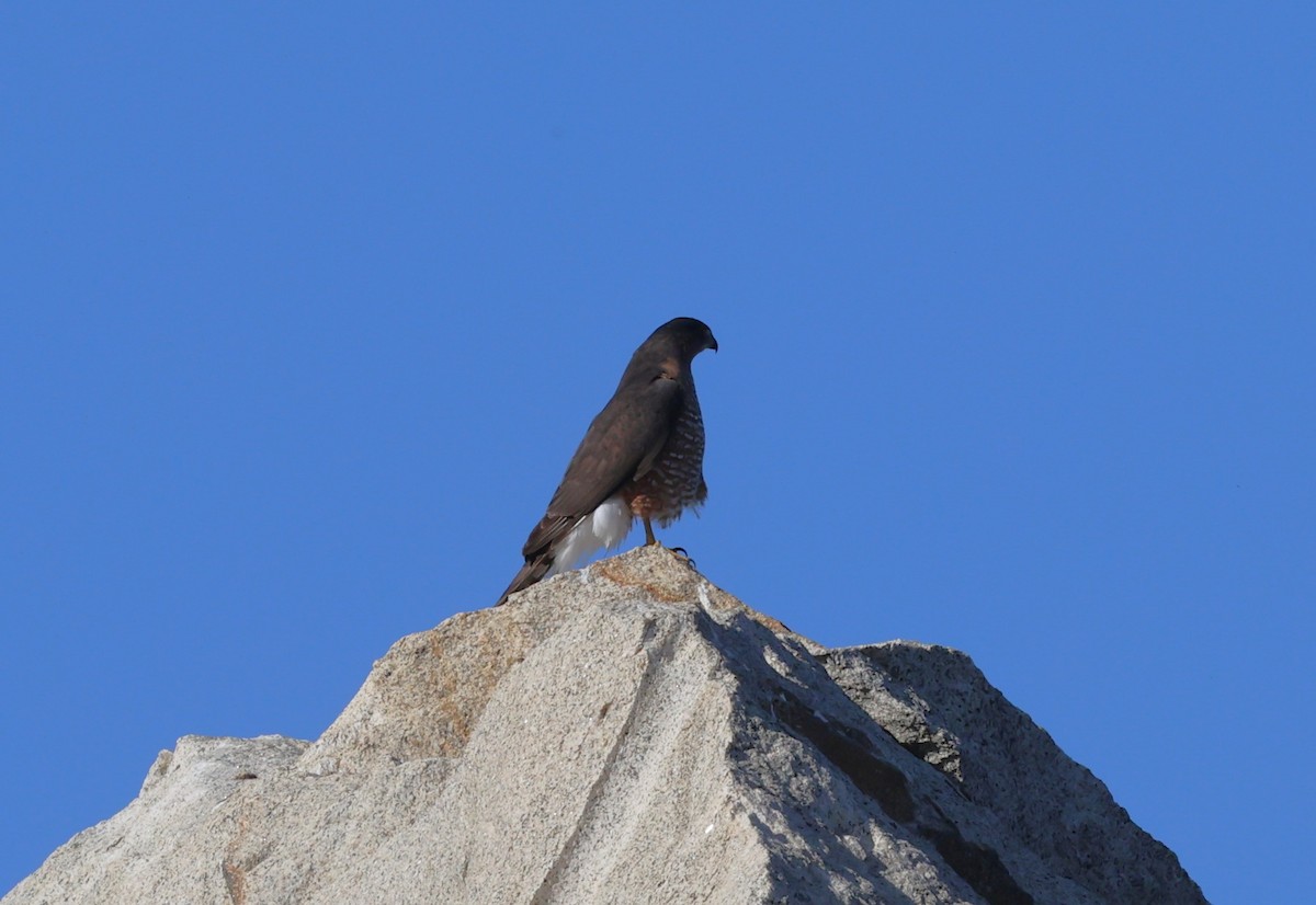 Cooper's Hawk - ML643159974