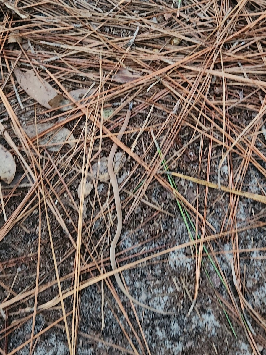 Florida Crowned Snake - ML643159978