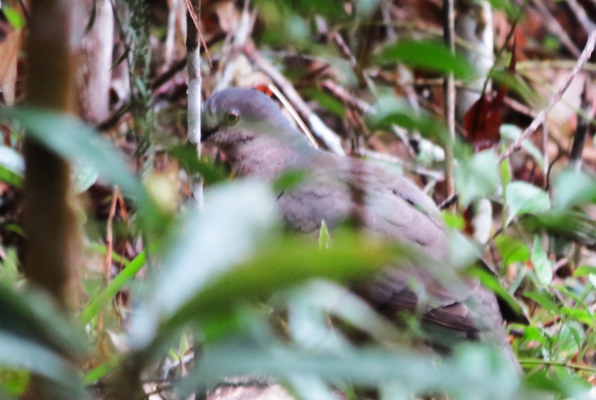 White-tipped Dove - ML643159981